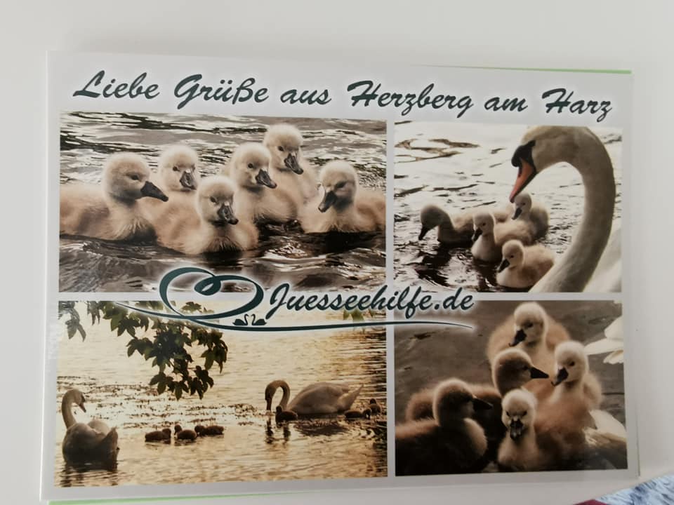 Postkarte 3 Schwanenfamilie Küken